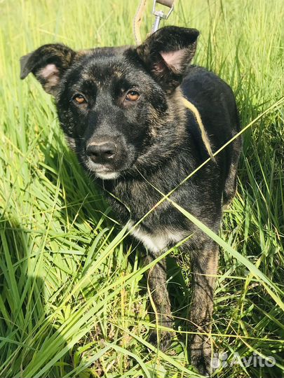 Собаки 5 месяцев девочки