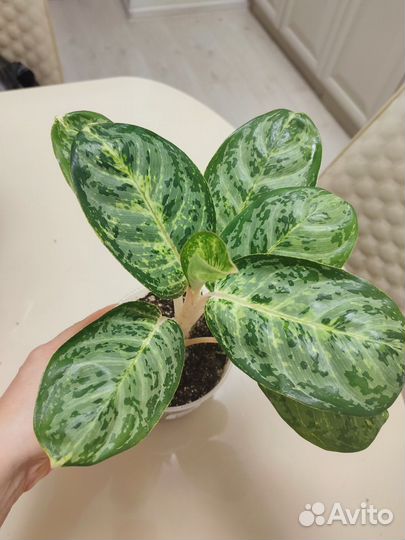 Аглаонема Green Papuma
