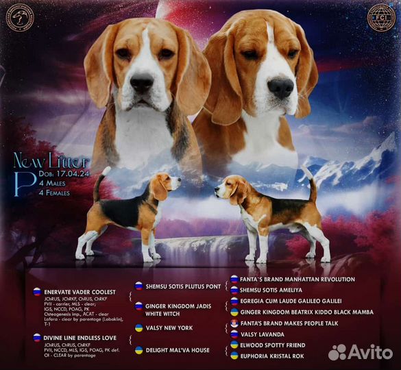 Щенки Бигля