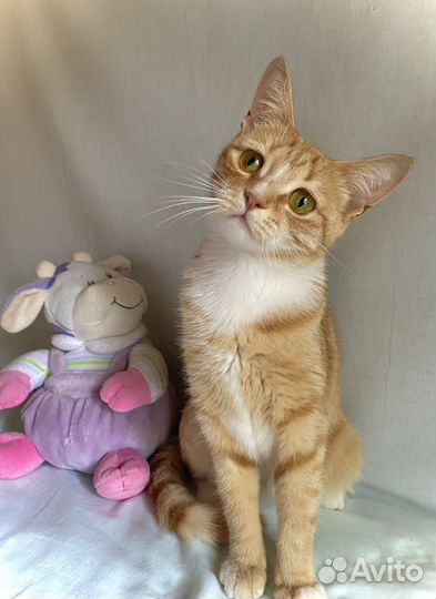 Кошка в дар бесплатно