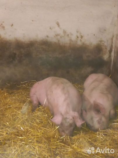 Чистокровный хрячок породы дюрок