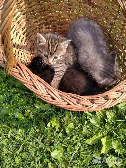 Котята в добрые руки