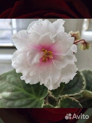 Фиалка детки