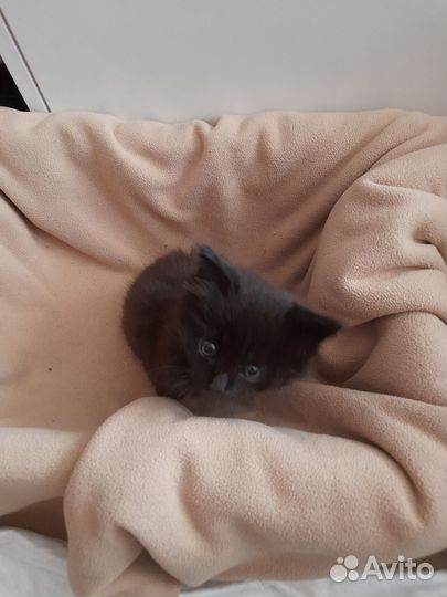 Кошечка в добрые руки