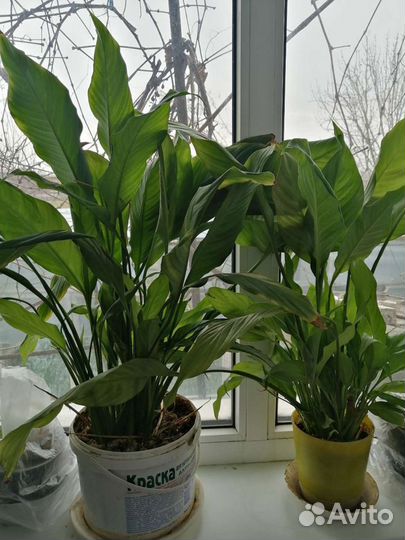 Комнатные цветы