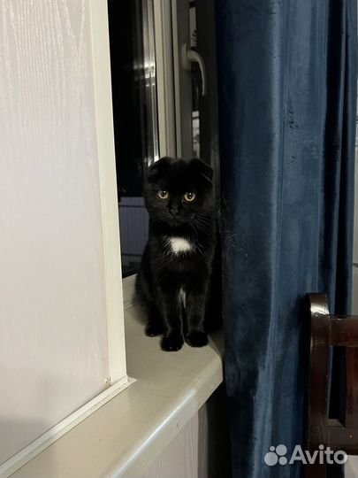 Вислоухая кошка