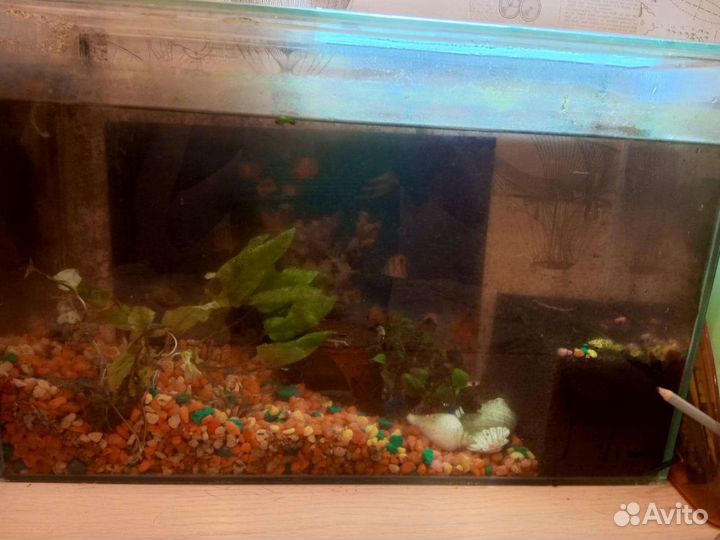 Аквариум