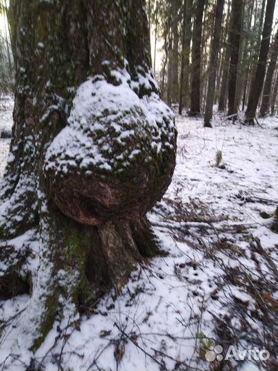 Сувель березовый