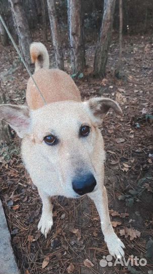 Собака в добрые руки