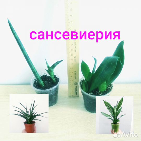 Комнатные растения цветы