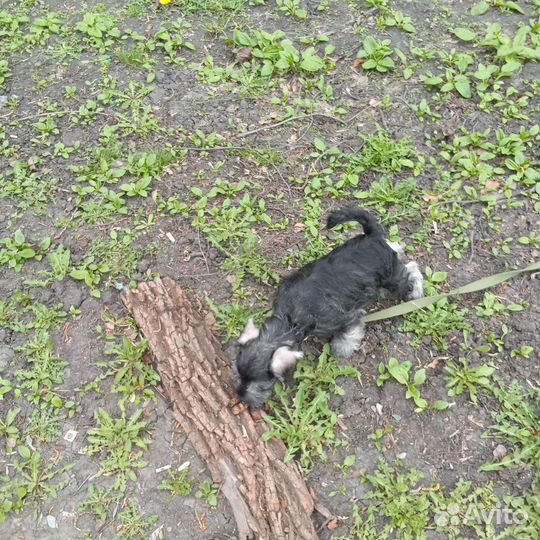 Мальчик и девочка цвергшнауцера