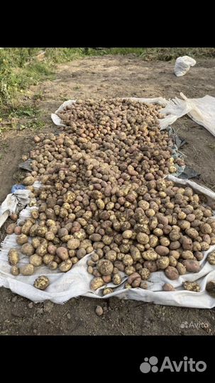 Продам картофель