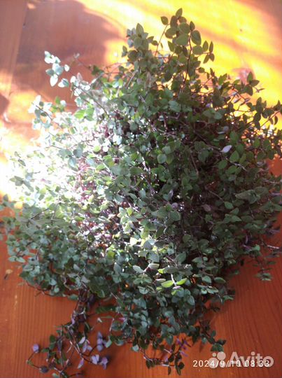 Цветы продаются