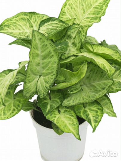 Сингониум вайт батерфляй