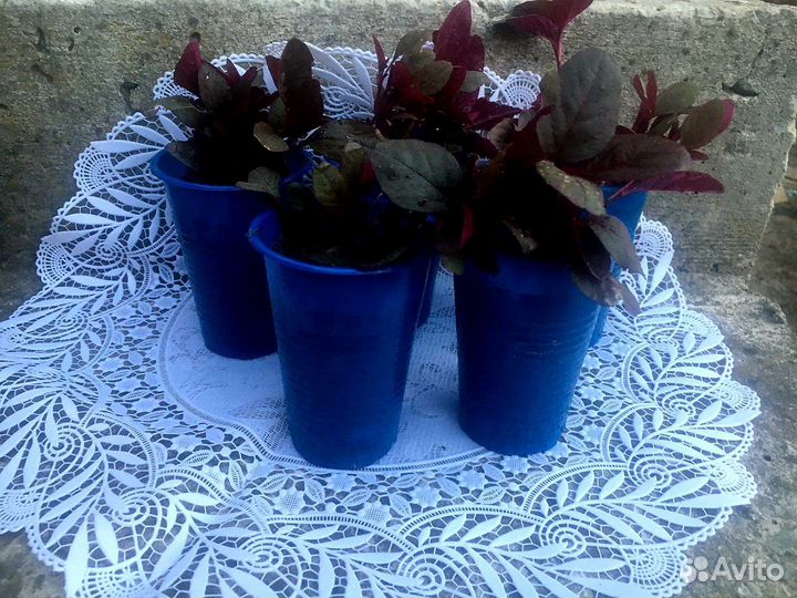 Амарант рассада