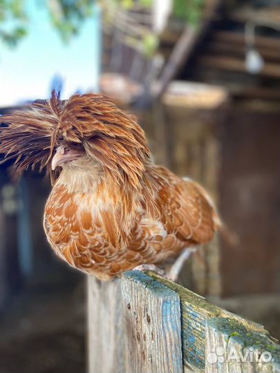 Петушки подуаны