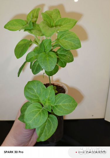 Петуния Тайдал Сильвер