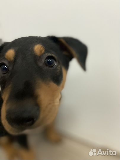 Щенок без имени. Некуда идти. В дар