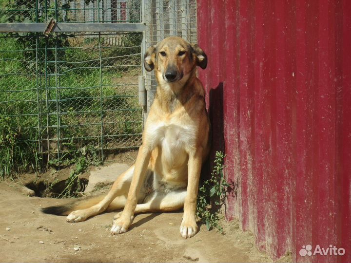 Собачка в добрые руки