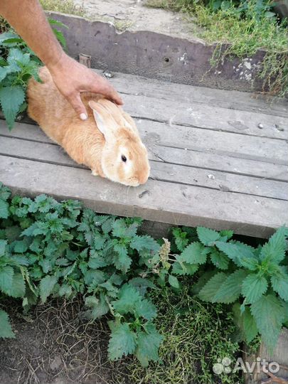 Крол полтара года