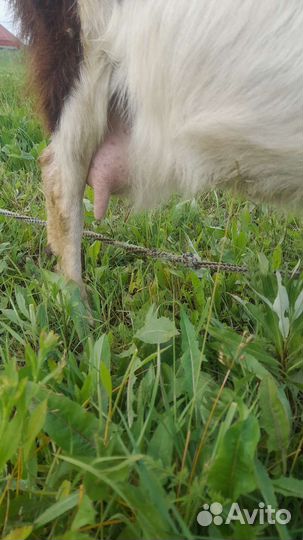 Продам козу