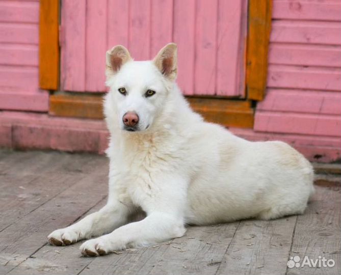 Белый мишка ищет дом