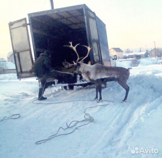 Ездовые домашние олени