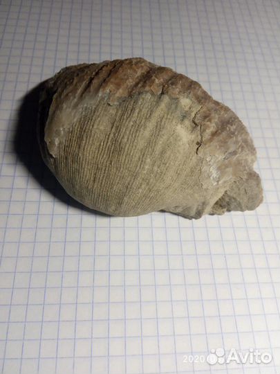 Окаменелая раковина двустворчатого маллюска