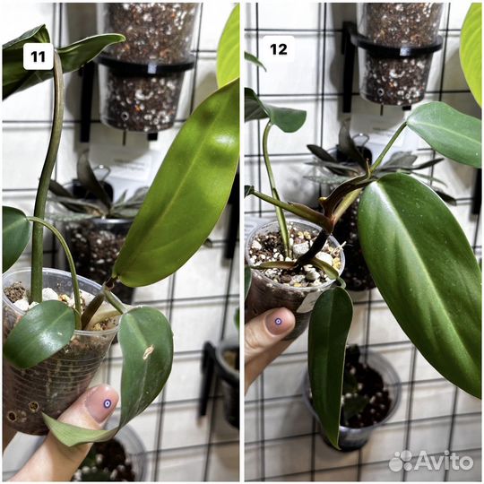 Комнатные растения