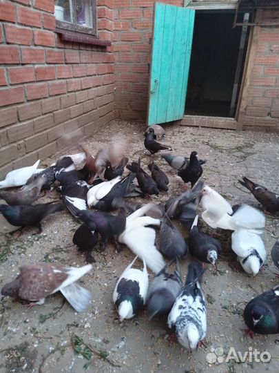 Продажа бакинских голубей