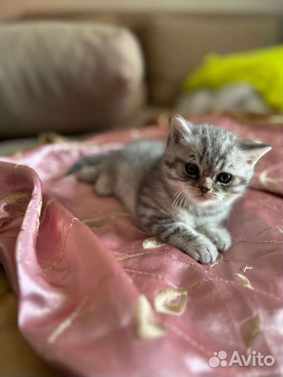 Британские котята