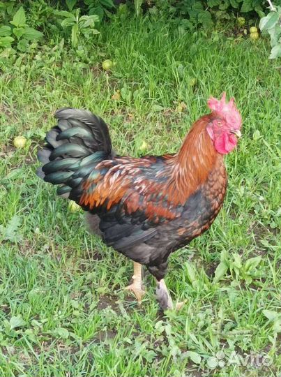 Петух маран