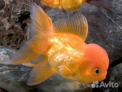 Вуалехвостые