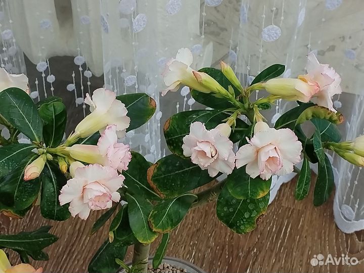 Адениумы набором