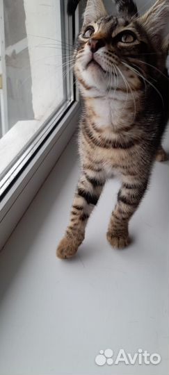 Бенгальские котята