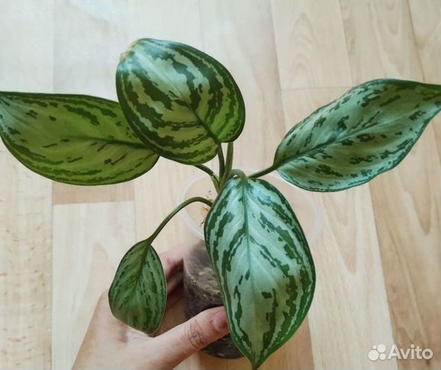 Аглаонема