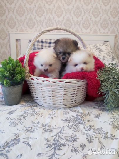 Щенки шпица