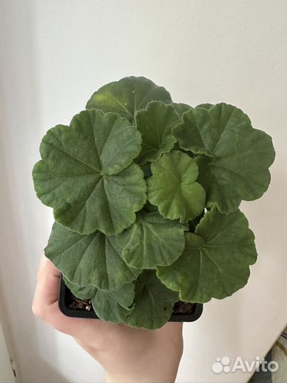 Пеларгония герань сортовая