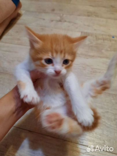 Отдам котят в добрые руки, бесплатно
