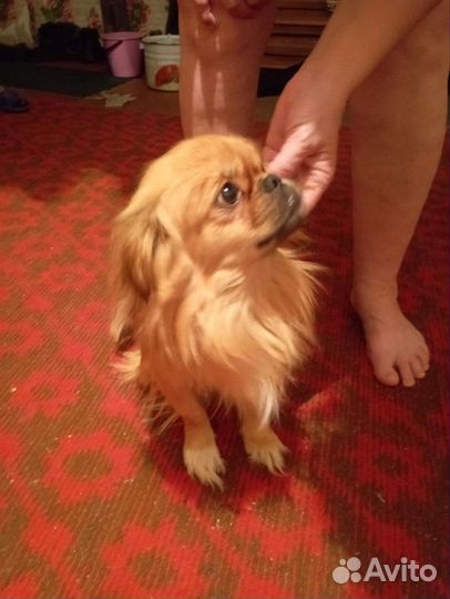 Щенки пекинеса