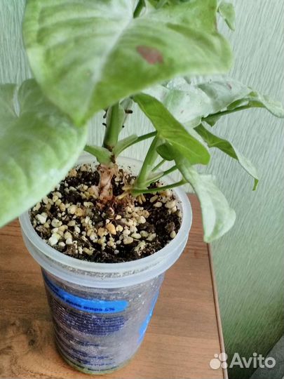 Сингониум милк конфетти