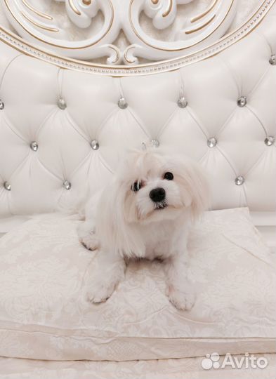 Мальтезе мини девочки