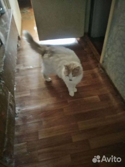 Кот