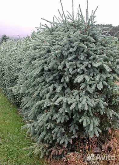Еловые ветки Голубой ели. Нобилис. Иностранный