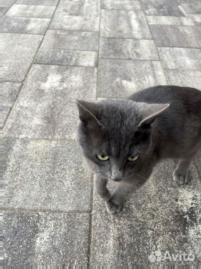 Тротуарная плитка Новый город осень от 120 м2