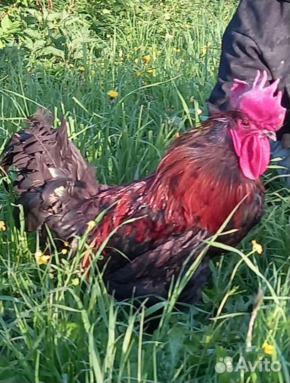 Красавцы Мараны