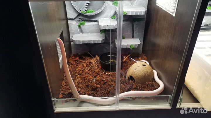 Террариум для 4х рептилий б/у