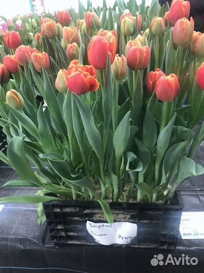 Тюльпаны оптом