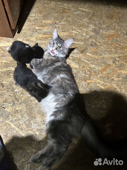 Котята мейн-кун