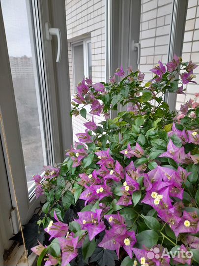 Продам бугенвиллию